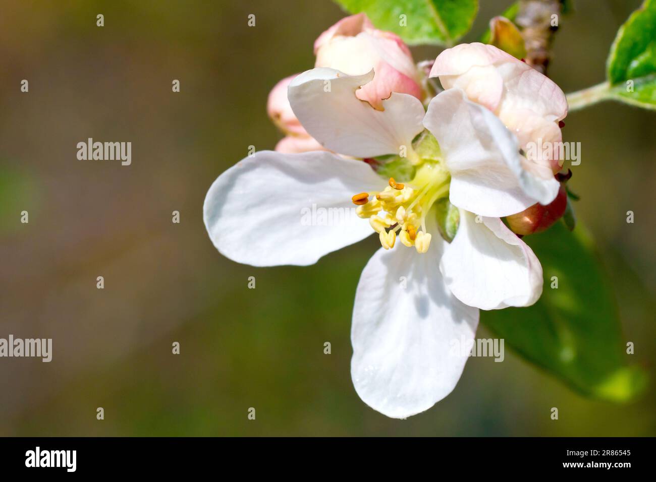 Pomme de crabe (malus sylvestris), gros plan d'une seule fleur ou d'une fleur apparaissant sur l'arbre commun au soleil de printemps. Banque D'Images