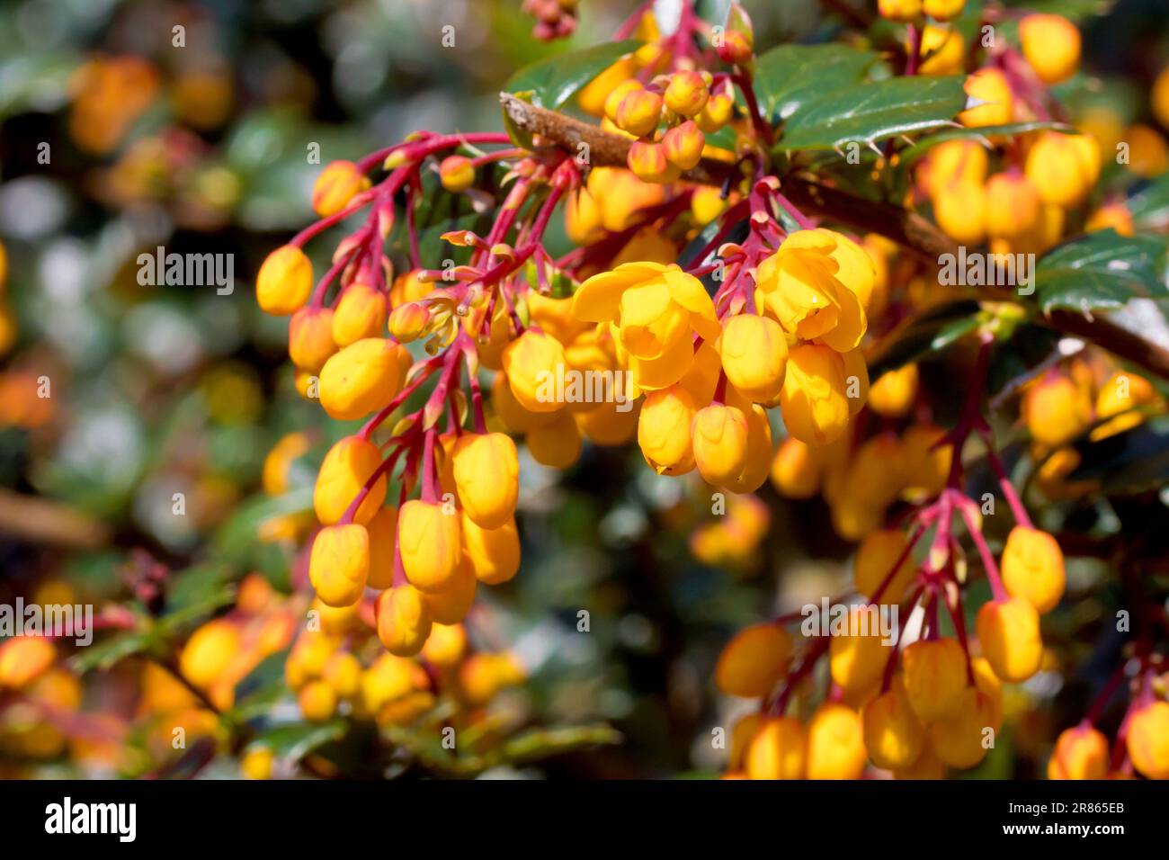 Barberry de Darwin (berberis darwinii), près des bourgeons jaune/orange et des fleurs de l'arbuste ornemental communément planté dans les jardins et les parcs. Banque D'Images