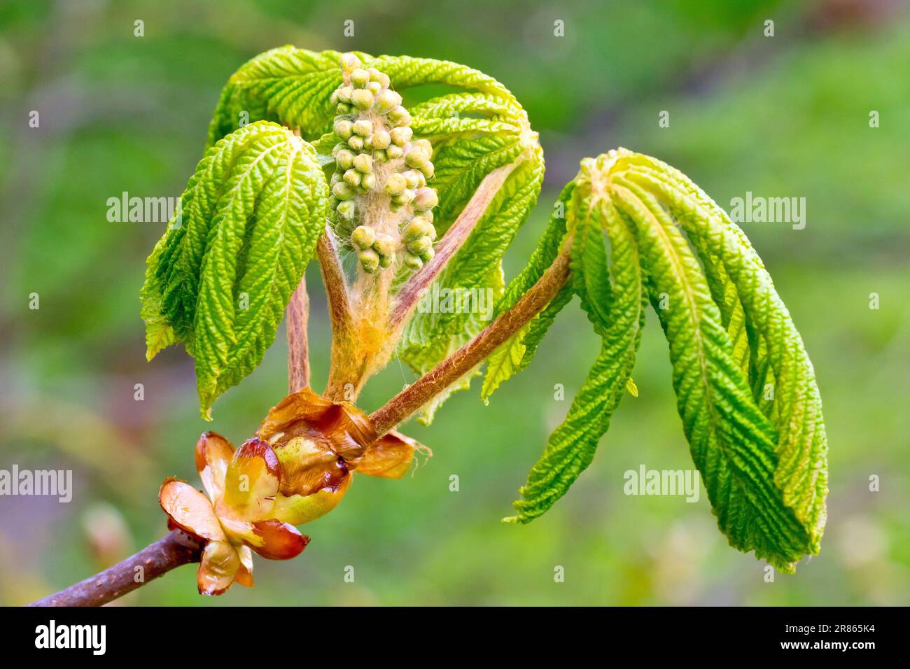 Chestnut de cheval ou Conker Tree (aesculus hippocastanum), gros plan montrant les nouvelles feuilles et les fleurs émergeant du bourgeon à l'extrémité d'une branche. Banque D'Images