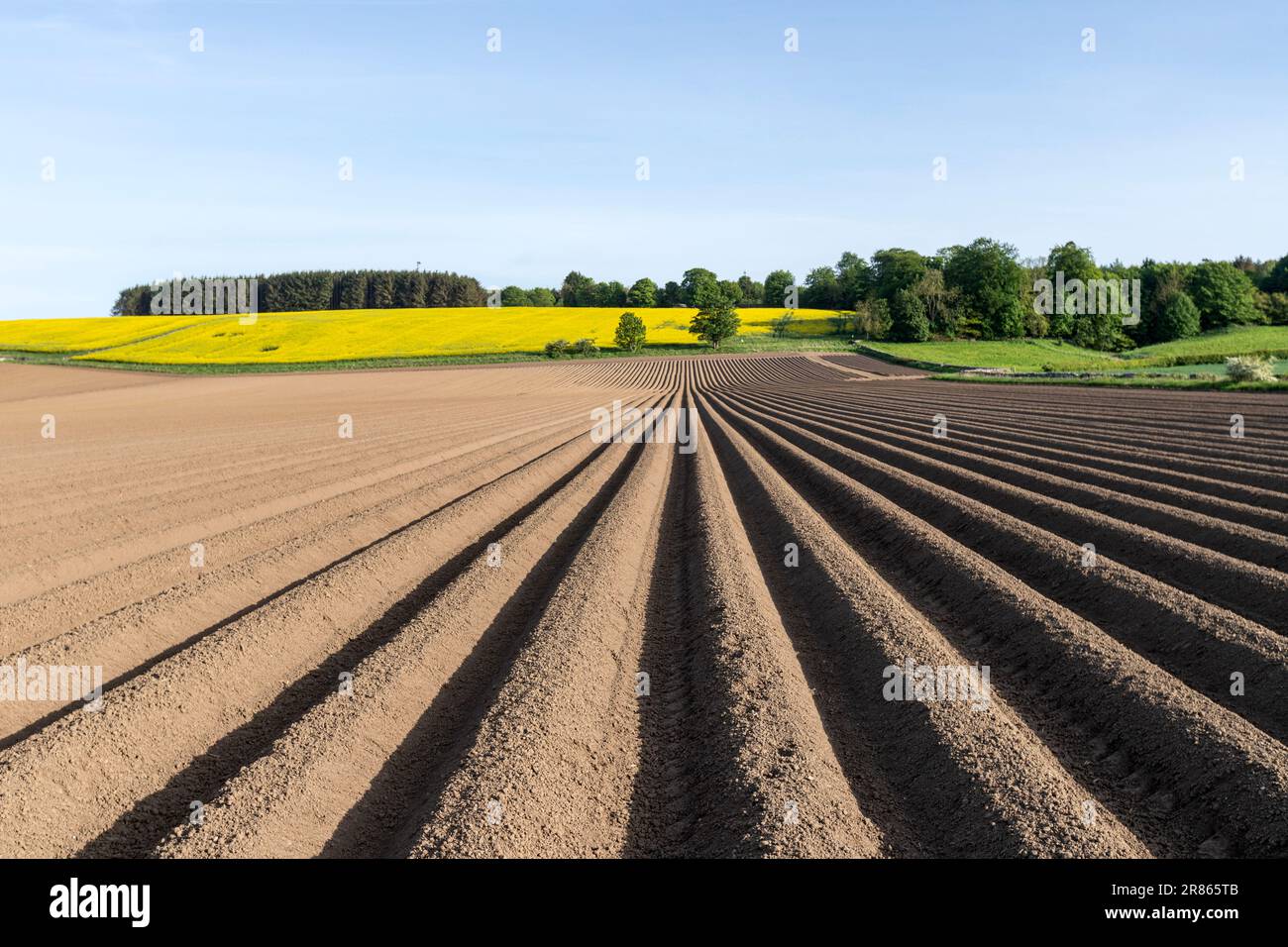 Champ de pré-plantation, Ceres, Fife, Écosse, Royaume-Uni Banque D'Images