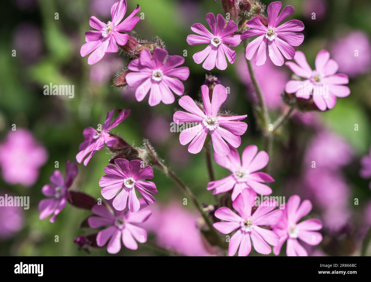 Fleurs sur le Campion rouge (Silene dioica) Banque D'Images