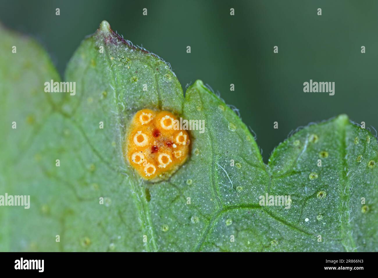 Rouille du cassis. Maladie sur les feuilles de cassis causée par un champignon Cronartium ribicola. Banque D'Images