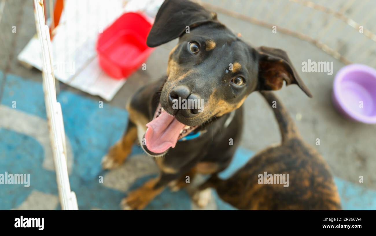 chien à l'adoption des animaux de compagnie Banque D'Images