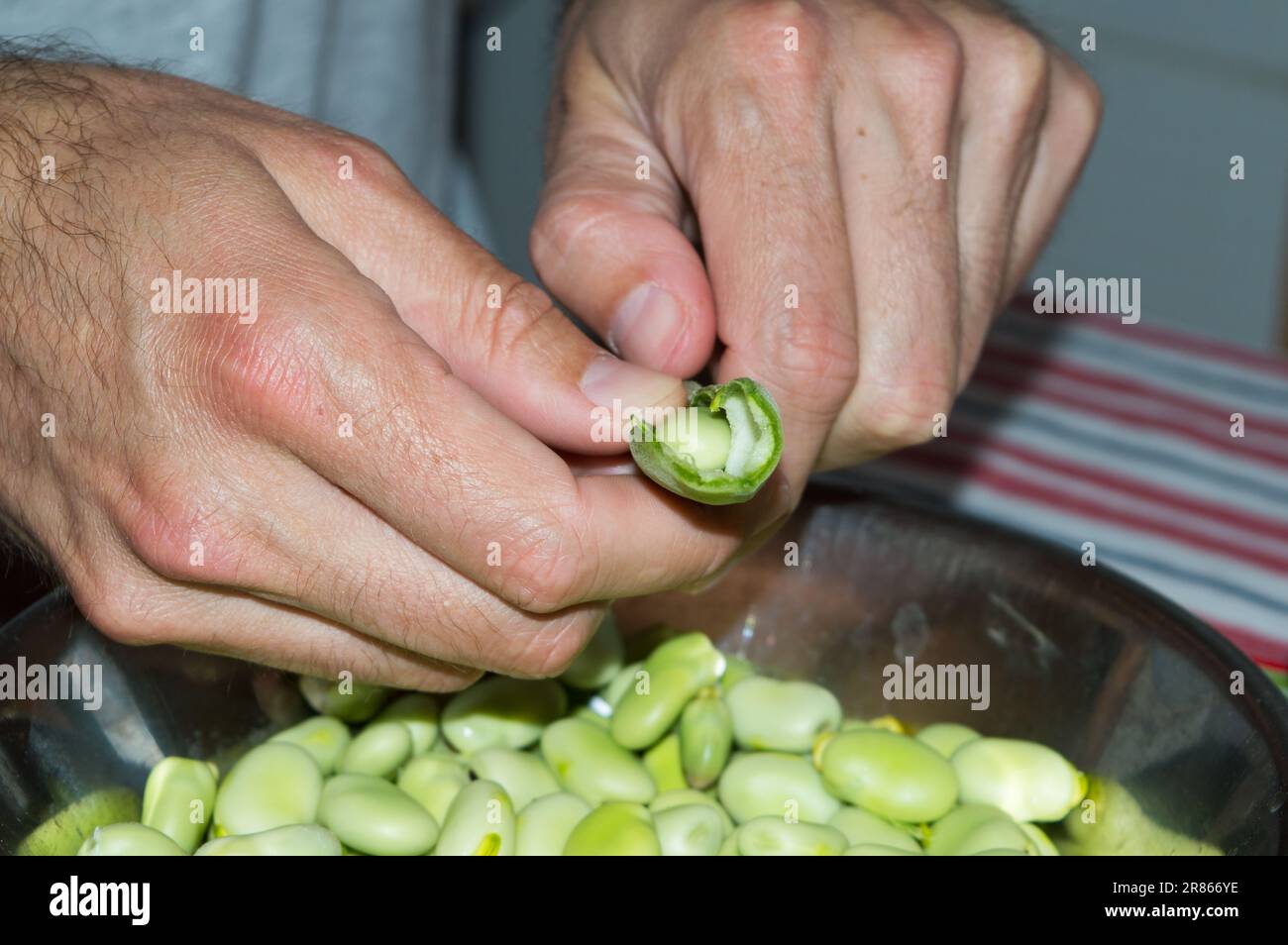 Les mains de l'homme ouvrent et épluchant les fèves fraîches dans les gousses Banque D'Images