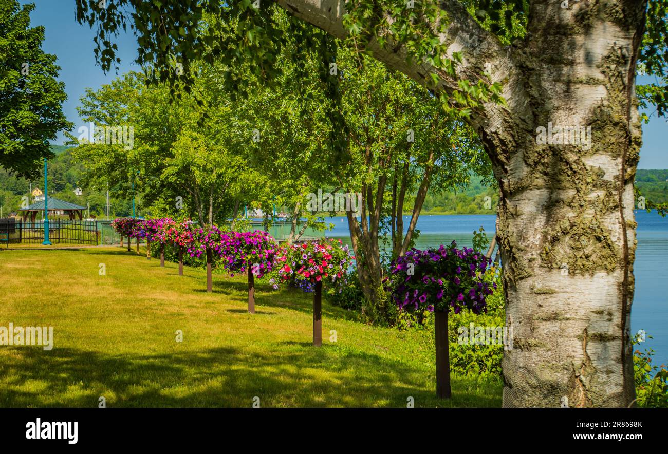 Pétunias se blottant dans des paniers le long de la rive du lac Memphrémagog dans le parc de la ville de Newport, Vermont, en regardant à travers Québec Canada Banque D'Images