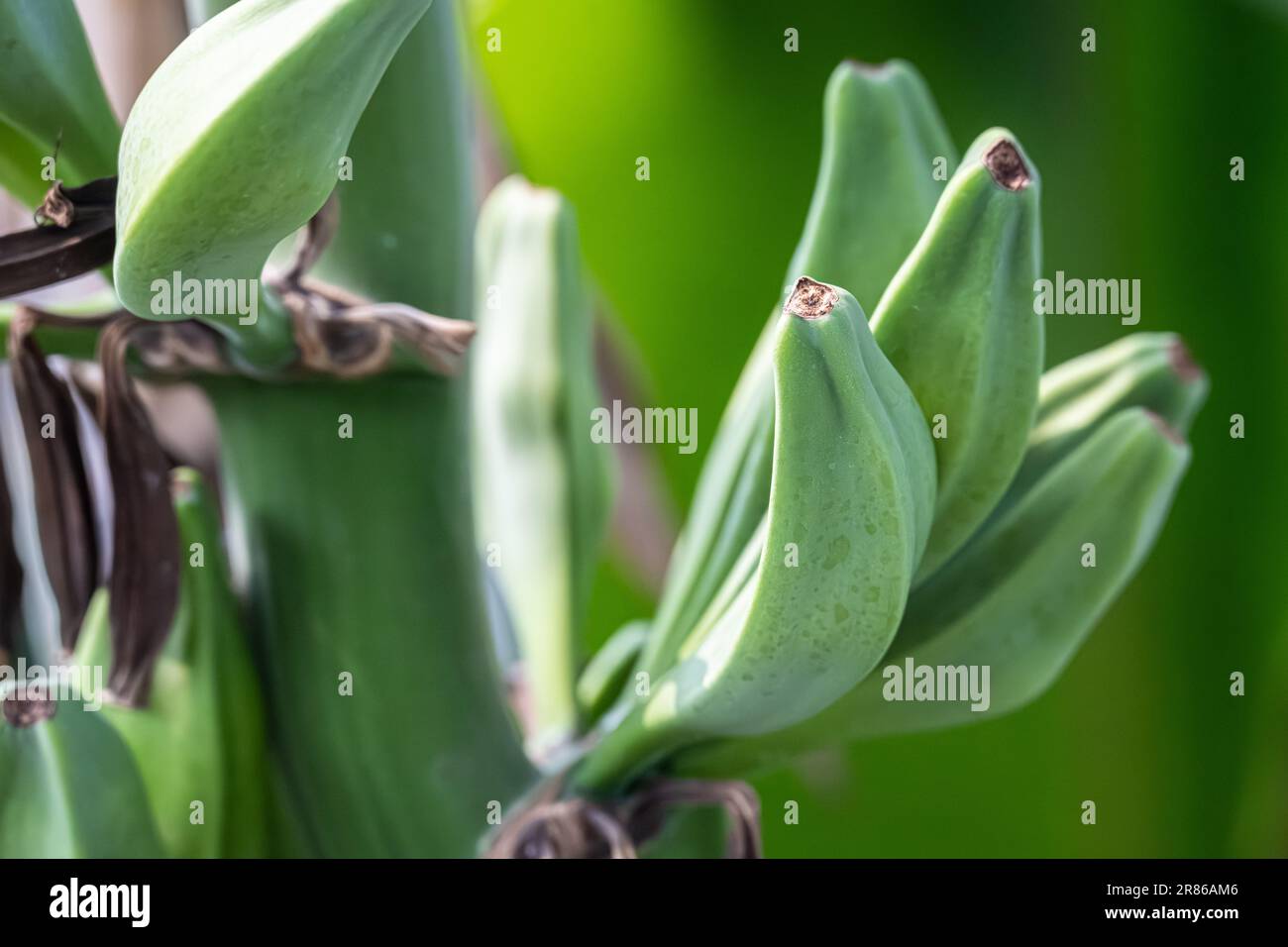Bananes poussant dans le conservatoire tropical du jardin botanique d'État de Géorgie à Athènes, Géorgie. (ÉTATS-UNIS) Banque D'Images