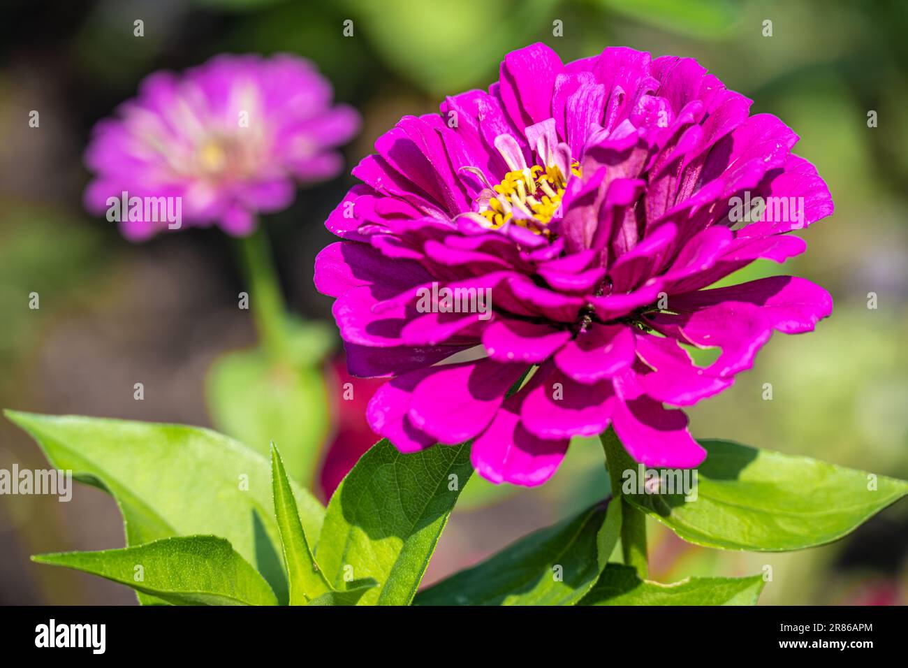 Fleurs roses vives au jardin botanique d'État de Géorgie à Athènes, Géorgie. (ÉTATS-UNIS) Banque D'Images