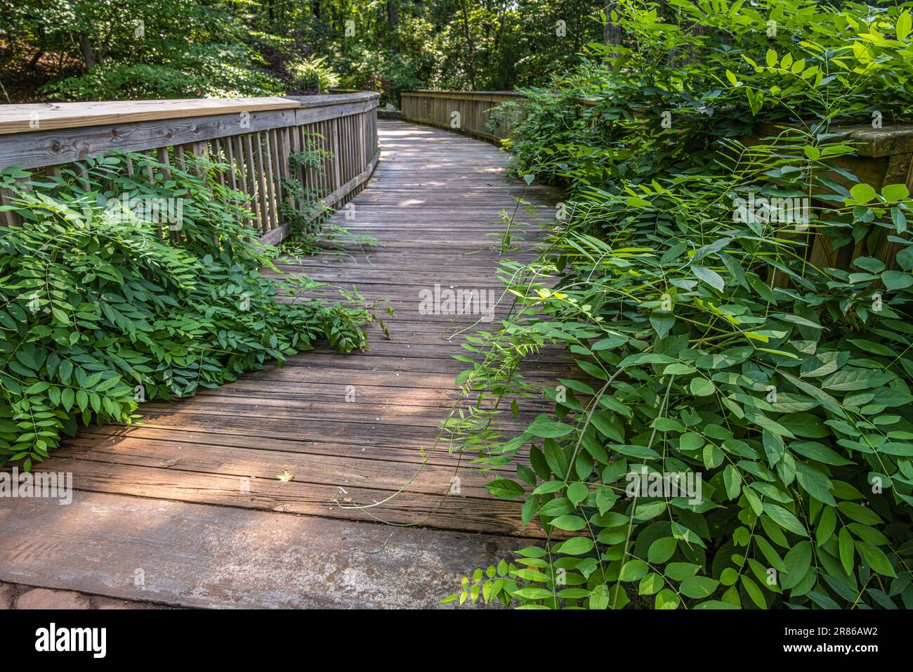 Pont d'Acorn entre le jardin de méditation et le jardin des fleurs du jardin botanique d'État de Géorgie à Athènes, Géorgie. (ÉTATS-UNIS) Banque D'Images