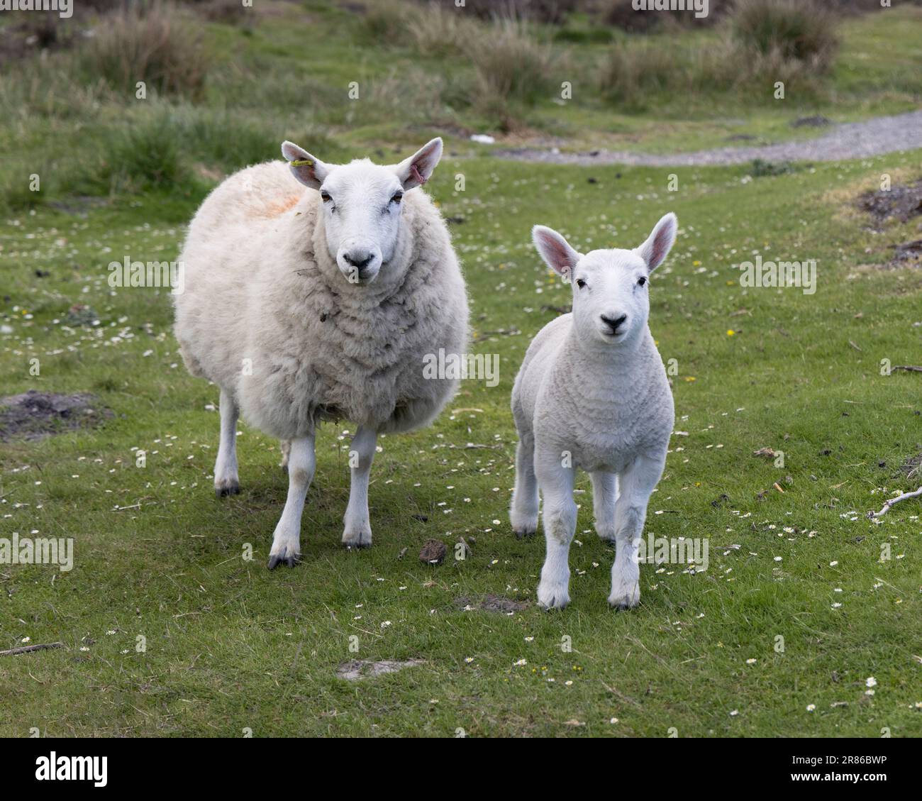 Un mouton blanc et son agneau sur les Yorkshire Moors Banque D'Images