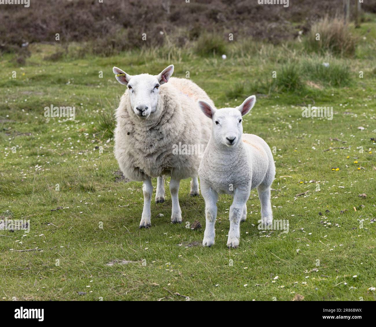 Un mouton blanc et son agneau sur les Yorkshire Moors Banque D'Images