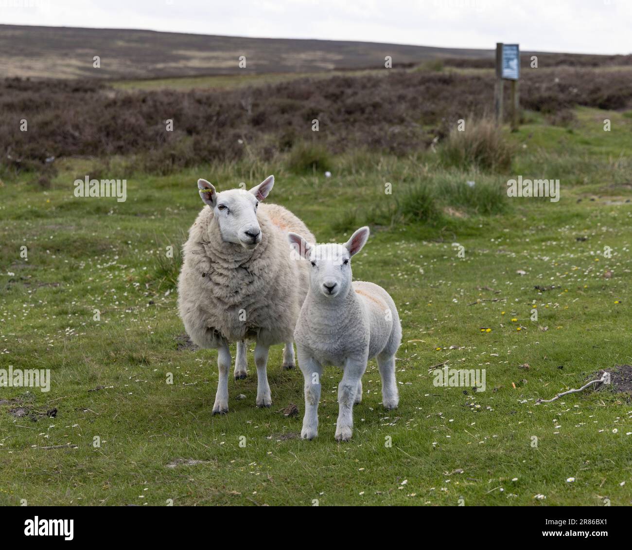 Un mouton blanc et son agneau sur les Yorkshire Moors Banque D'Images