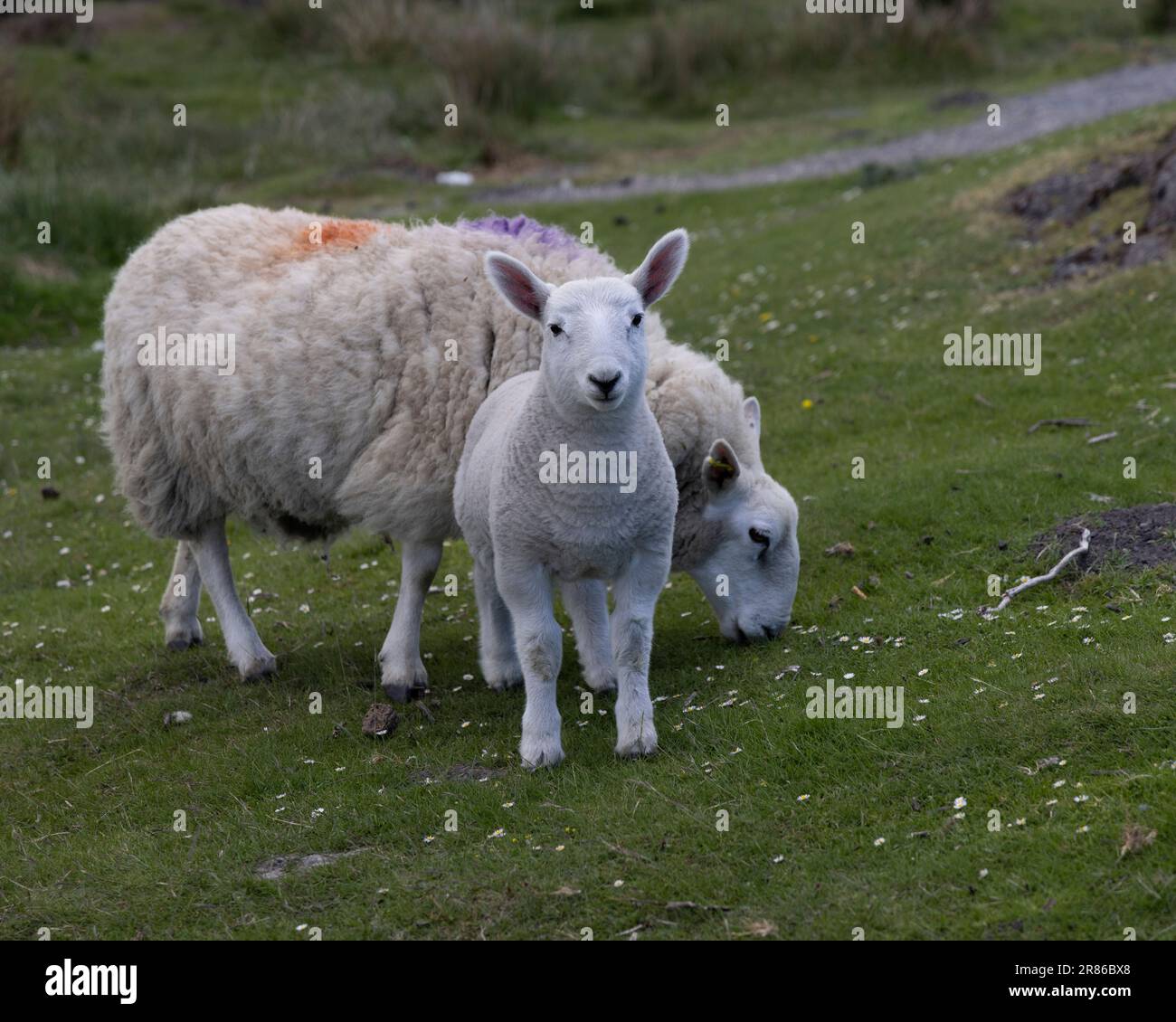 Un mouton blanc et son agneau sur les Yorkshire Moors Banque D'Images