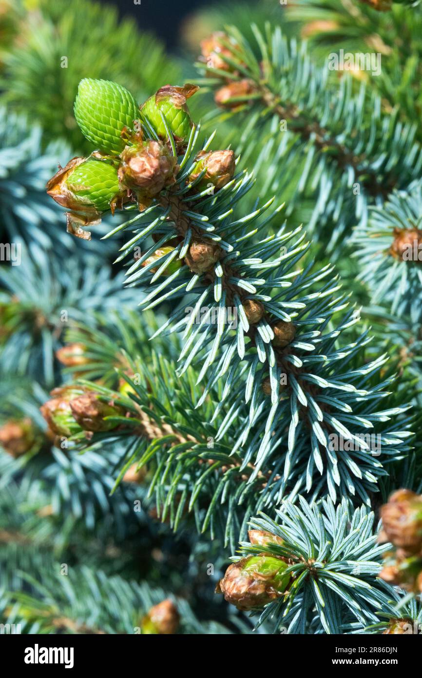 Picea sitchensis, épinette de Sitka, Picea sitchensis 'Nana', pousses d'argent en gros plan Banque D'Images