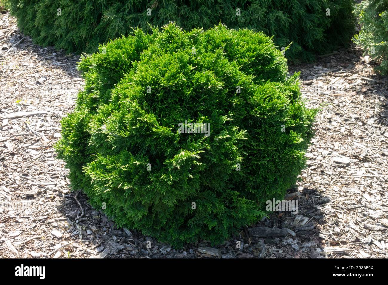 Lawson Cypress, Chamaecyparis lawsoniana 'Green Globe' Banque D'Images