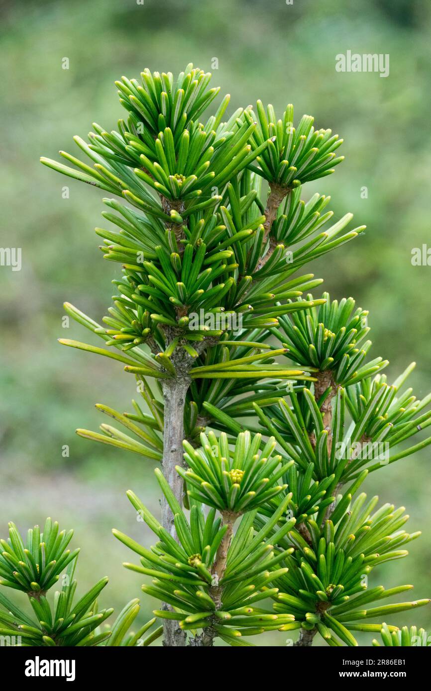 PIN-parapluie japonais, Sciadopitys verticillata 'Sterschnuppe' parasol Fir, Taxus verticilliata Koyamaki Banque D'Images