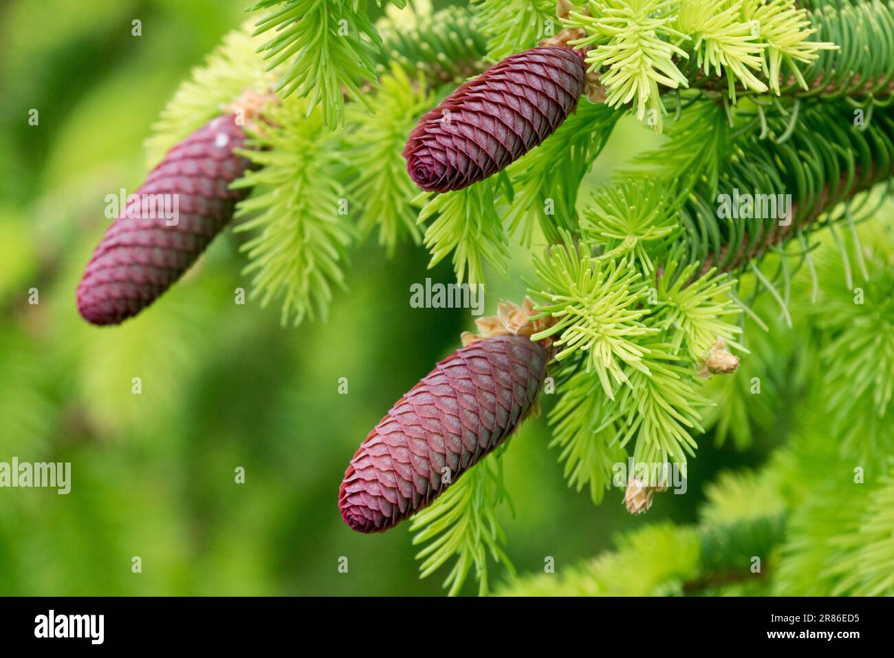 Picea abies cônes d'épinette de Norvège Picea abies cônes d'épinette Banque D'Images