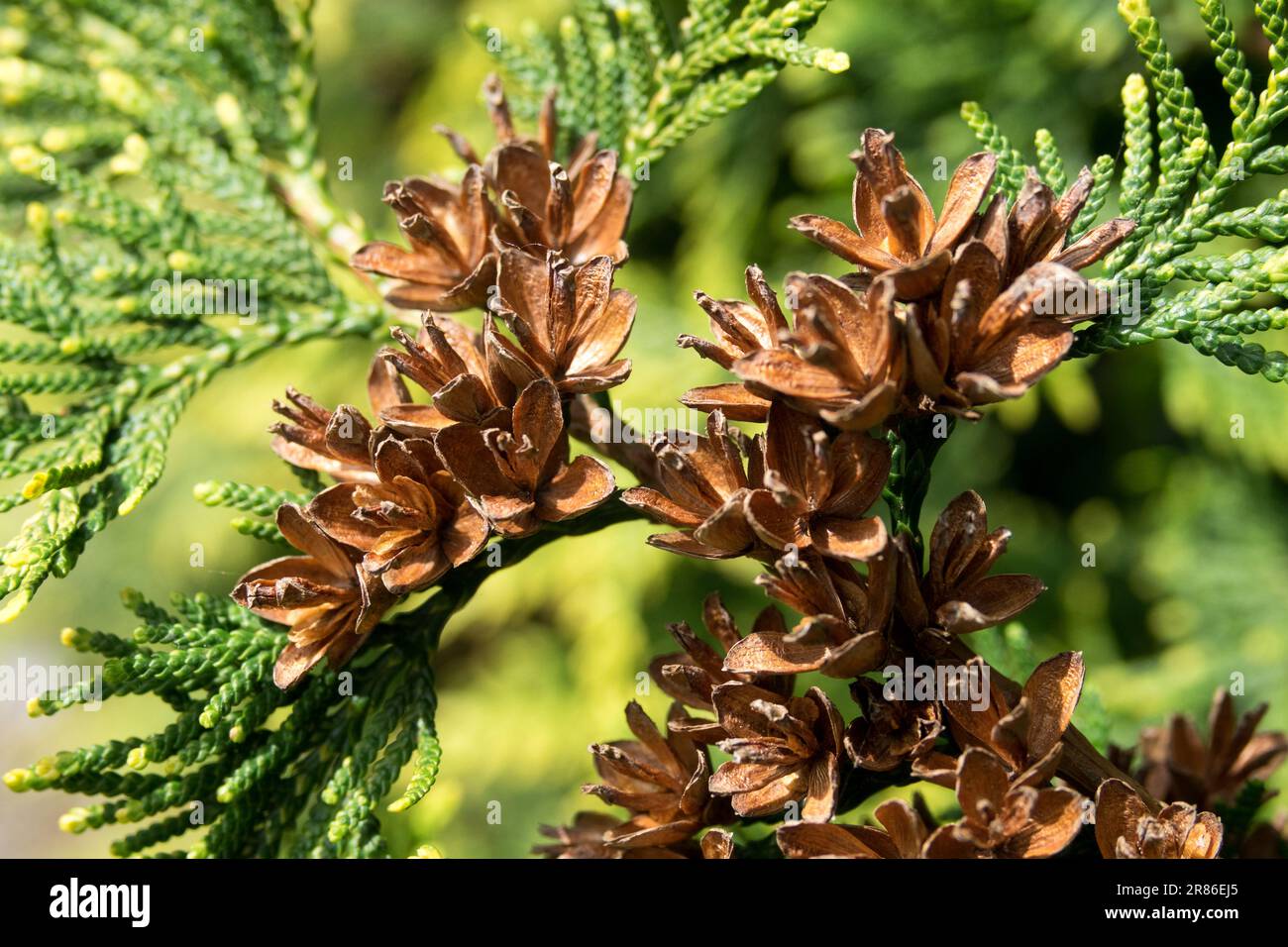 Cônes de Thuja en gros plan, Arborvitae d'Amérique, cônes de Thuja occidentalis, branche, Twig Thuja occidentalis 'Stolwijk' Banque D'Images