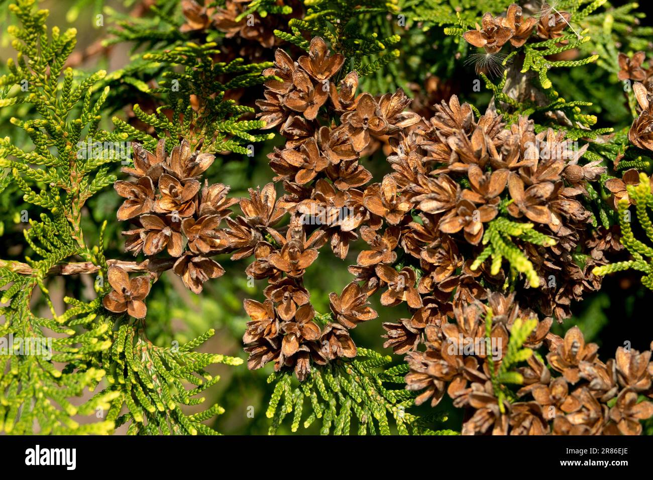 Arborvitae Cones Thuja occidentalis 'Stolwijk' Banque D'Images