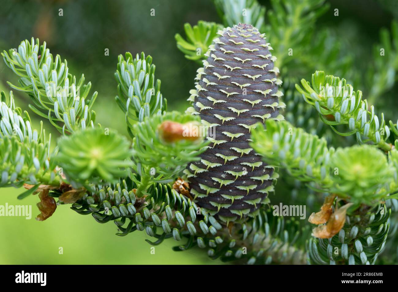 Abies koreana cône, Korean Fir Abies koreana Silberlocke cône Abies Banque D'Images