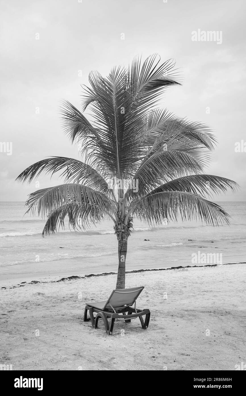 Photo en noir et blanc d'une plage tropicale avec un arbre de noix de coco et une chaise. Banque D'Images