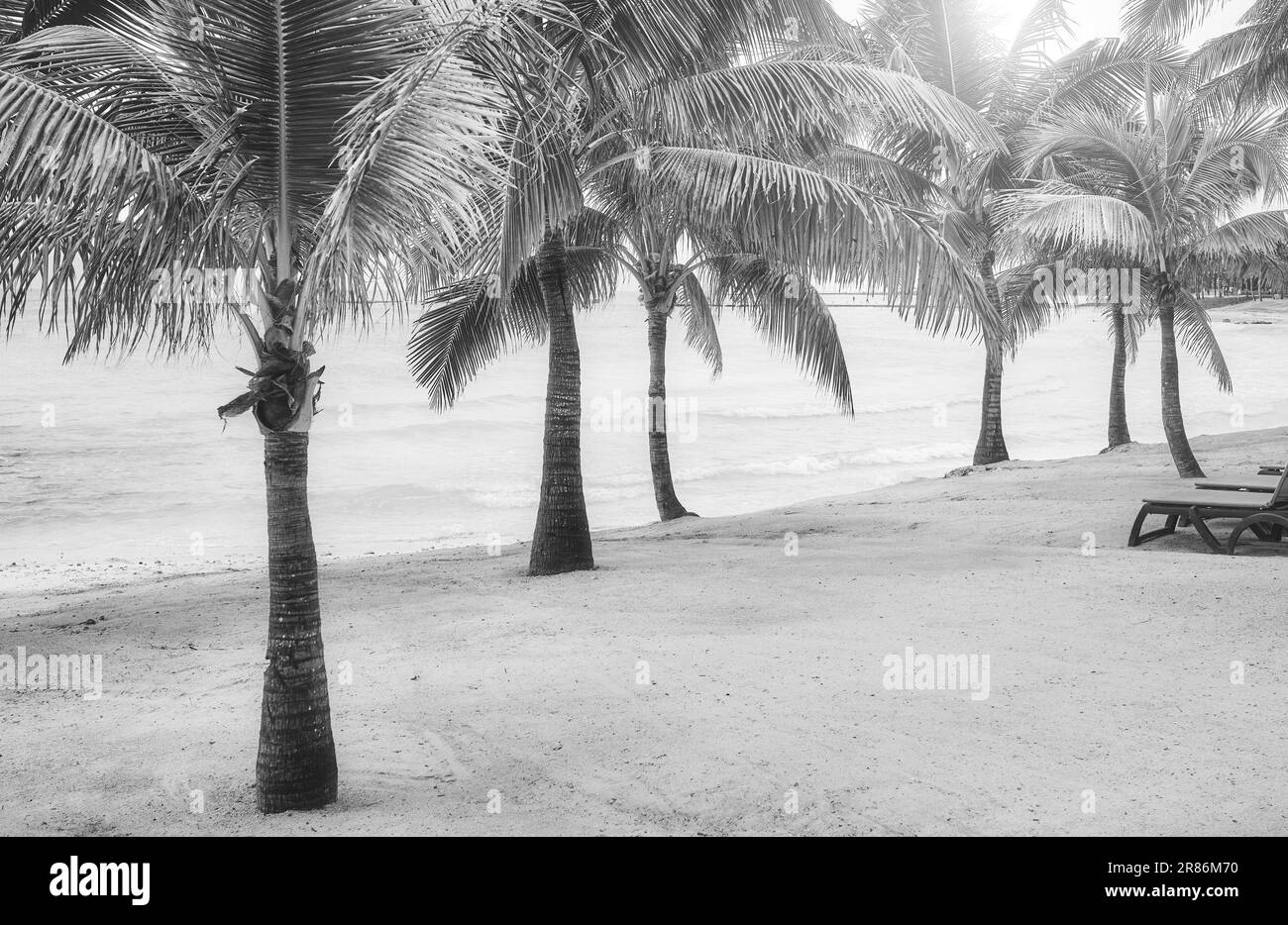 Photo en noir et blanc d'une plage tropicale avec des palmiers à noix de coco. Banque D'Images