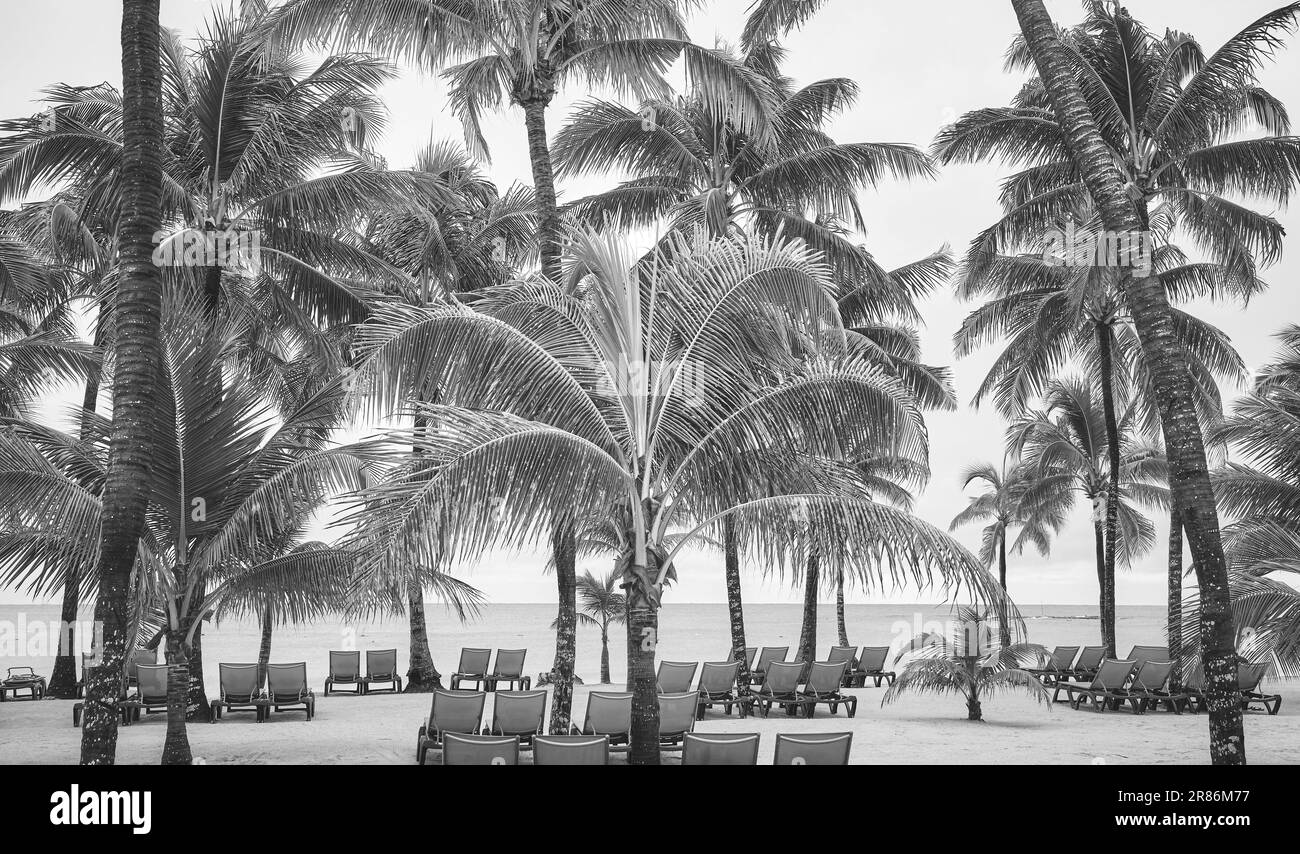 Photo en noir et blanc d'une plage tropicale avec des palmiers à noix de coco. Banque D'Images