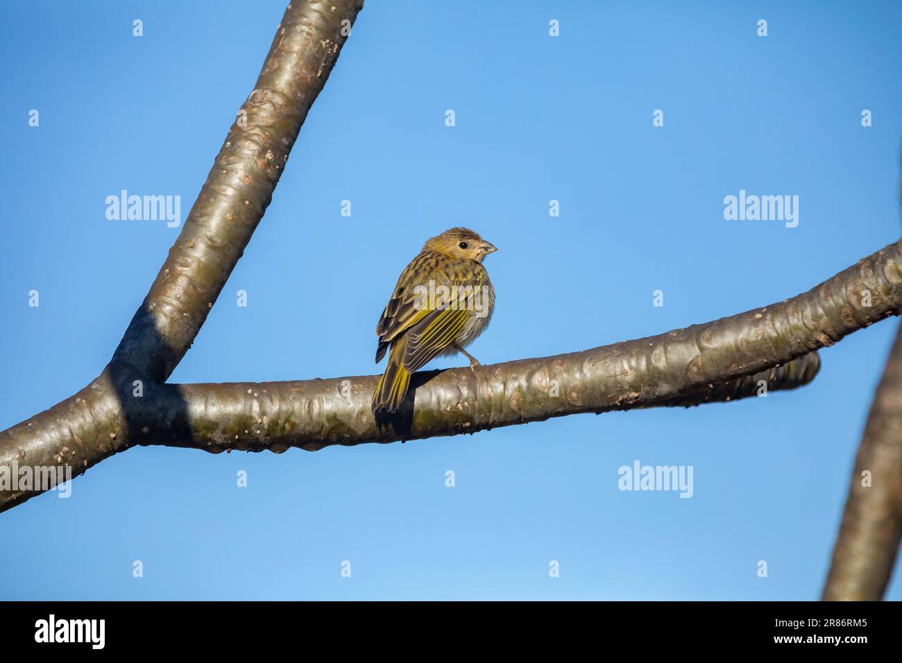 Vrai canari (Sicalis flaveola). Oiseau 'Canário da Terra'. Banque D'Images