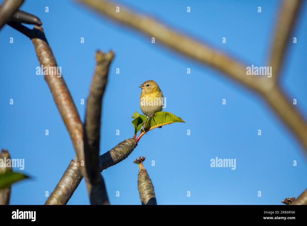 Vrai canari (Sicalis flaveola). Oiseau 'Canário da Terra'. Banque D'Images