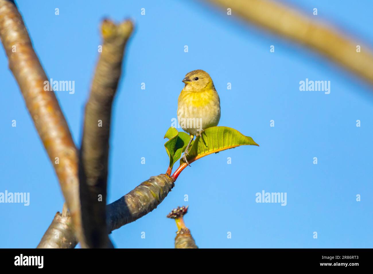 Vrai canari (Sicalis flaveola). Oiseau 'Canário da Terra'. Banque D'Images