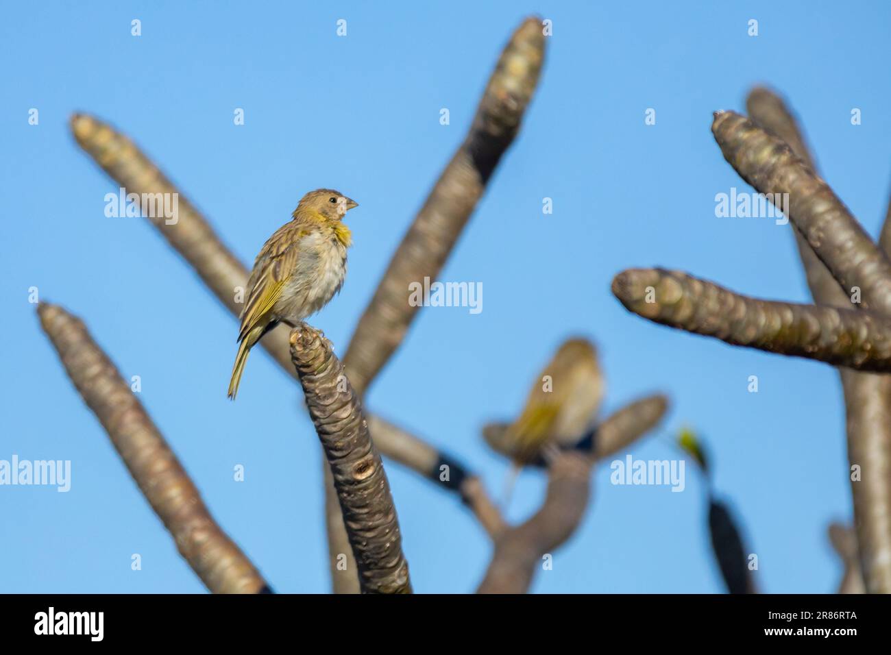Vrai canari (Sicalis flaveola). Oiseau 'Canário da Terra'. Banque D'Images
