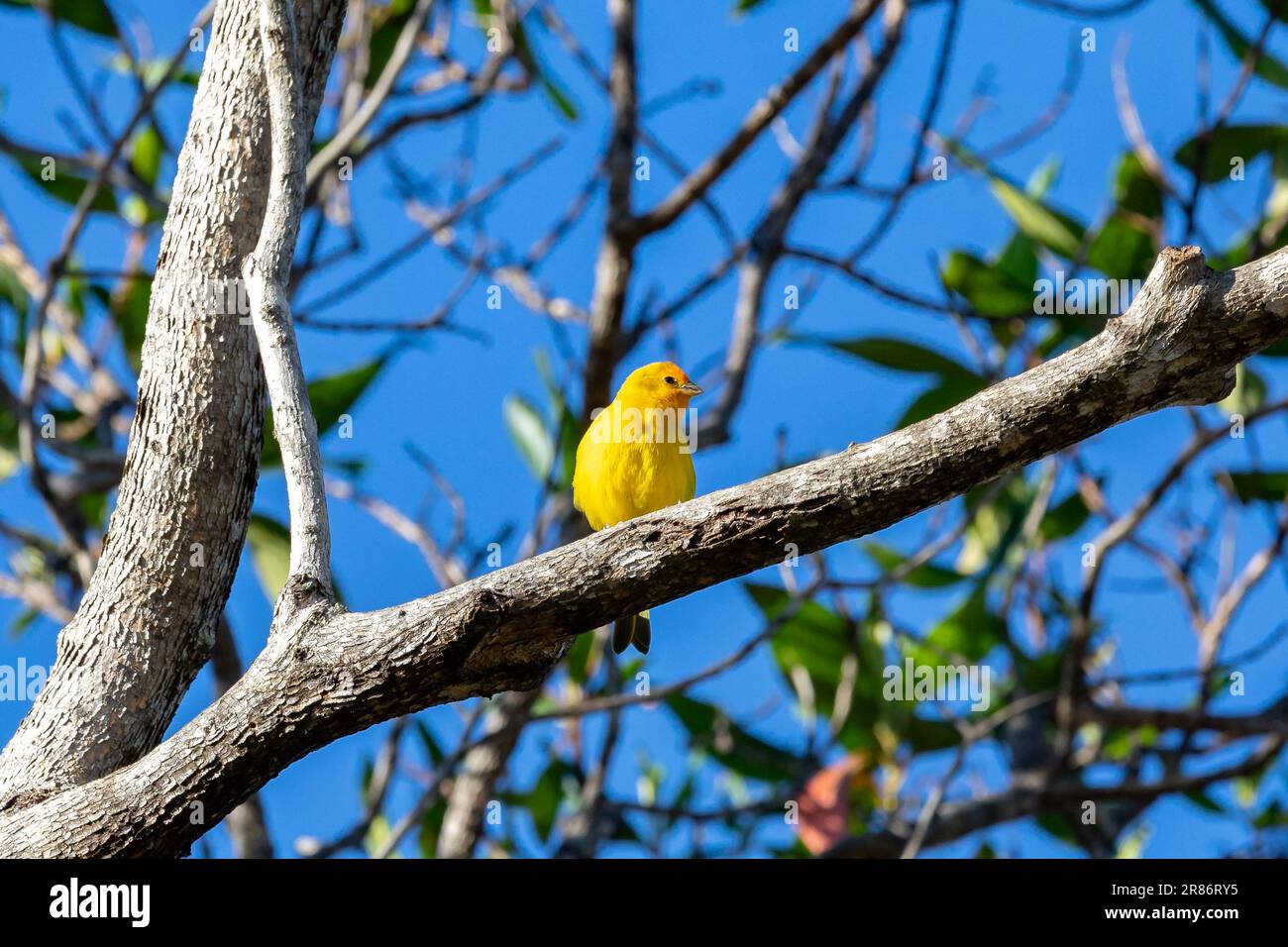 Vrai canari (Sicalis flaveola). Oiseau 'Canário da Terra'. Banque D'Images
