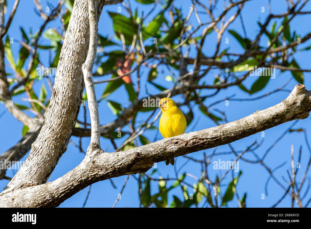 Vrai canari (Sicalis flaveola). Oiseau 'Canário da Terra'. Banque D'Images