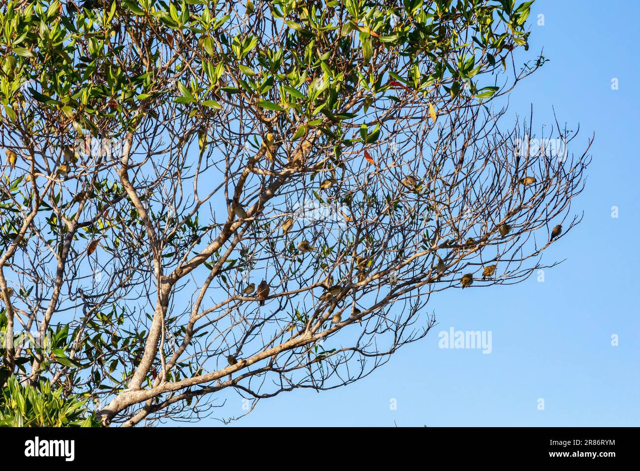 Vrai canari (Sicalis flaveola). Oiseau 'Canário da Terra'. Banque D'Images
