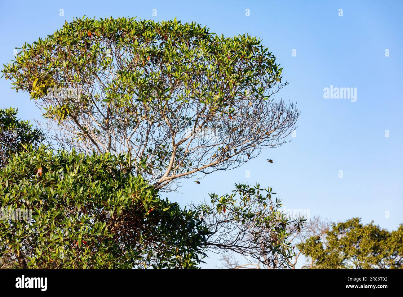 Vrai canari (Sicalis flaveola). Oiseau 'Canário da Terra'. Banque D'Images