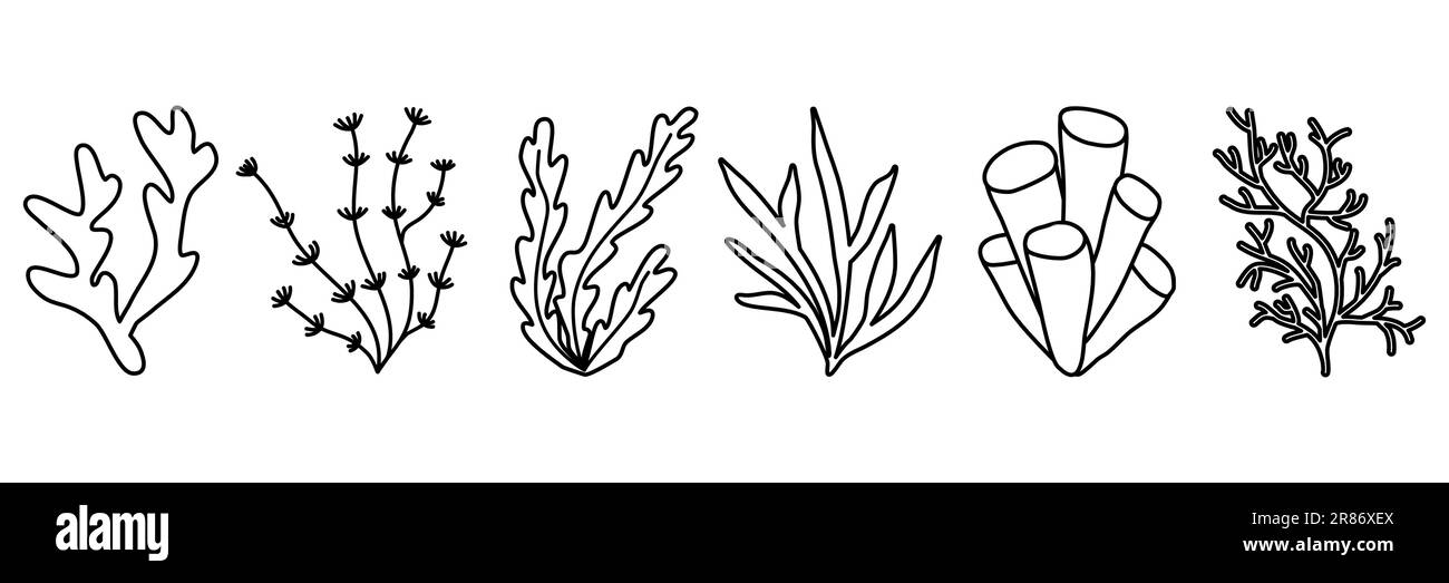 Ensemble de plantes aquatiques ou d'algues marines et d'aquarium, dessin vectoriel plat de style doodle pour enfants livre de coloriage Illustration de Vecteur