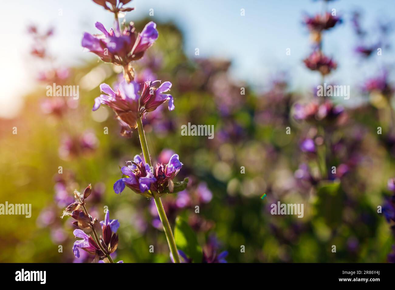 La salvia officinalis violette fleurit dans le jardin d'été au coucher du soleil. Sage commun. Plante aromatique médicale. Gros plan Banque D'Images