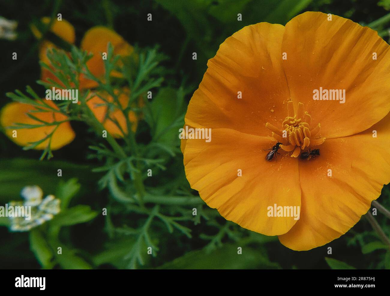 COSMOS en fleur dans le jardin d'été Banque D'Images