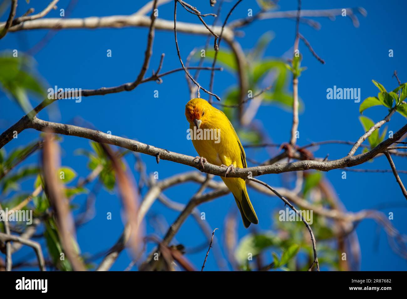 Vrai canari (Sicalis flaveola). Oiseau 'Canário da Terra'. Banque D'Images