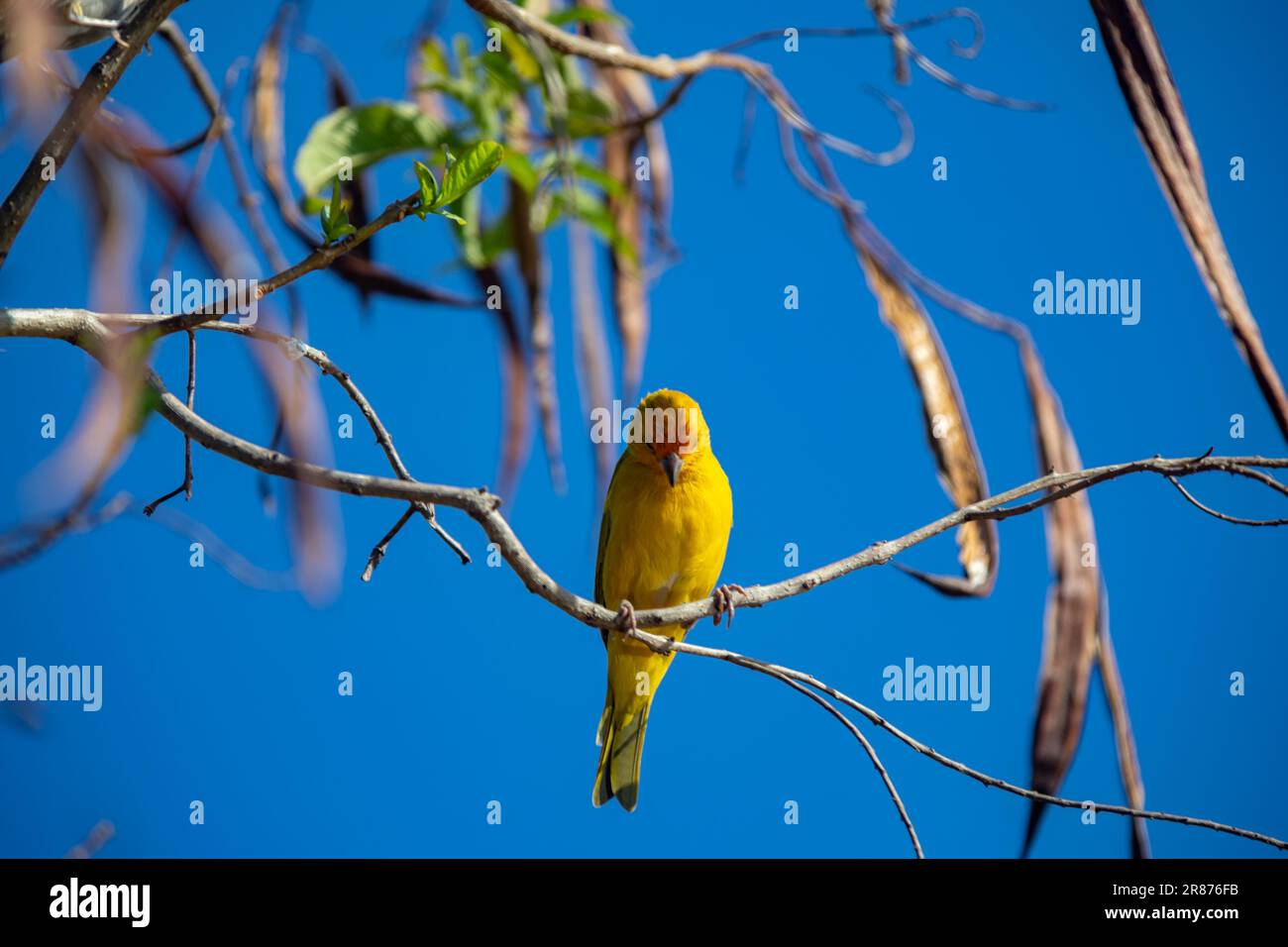 Vrai canari (Sicalis flaveola). Oiseau 'Canário da Terra'. Banque D'Images