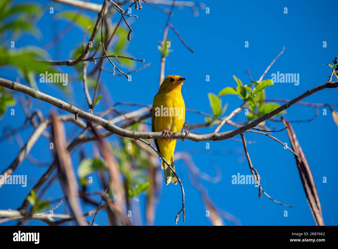 Vrai canari (Sicalis flaveola). Oiseau 'Canário da Terra'. Banque D'Images