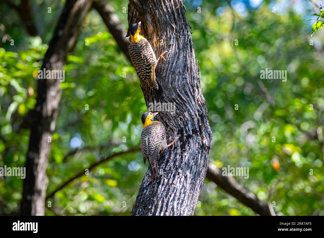 Oiseau de la famille des Picidae. Il est connu sous le nom de pic ...