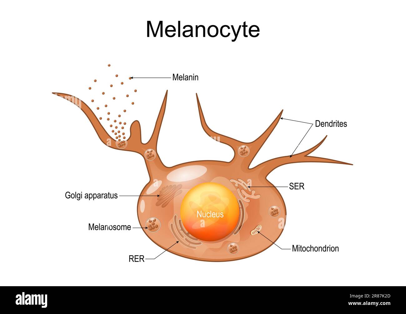 Structure et anatomie des mélanocytes. cellules productrices de mélanine. La mélanine est le pigment responsable de la couleur de la peau. poster vectoriel Illustration de Vecteur