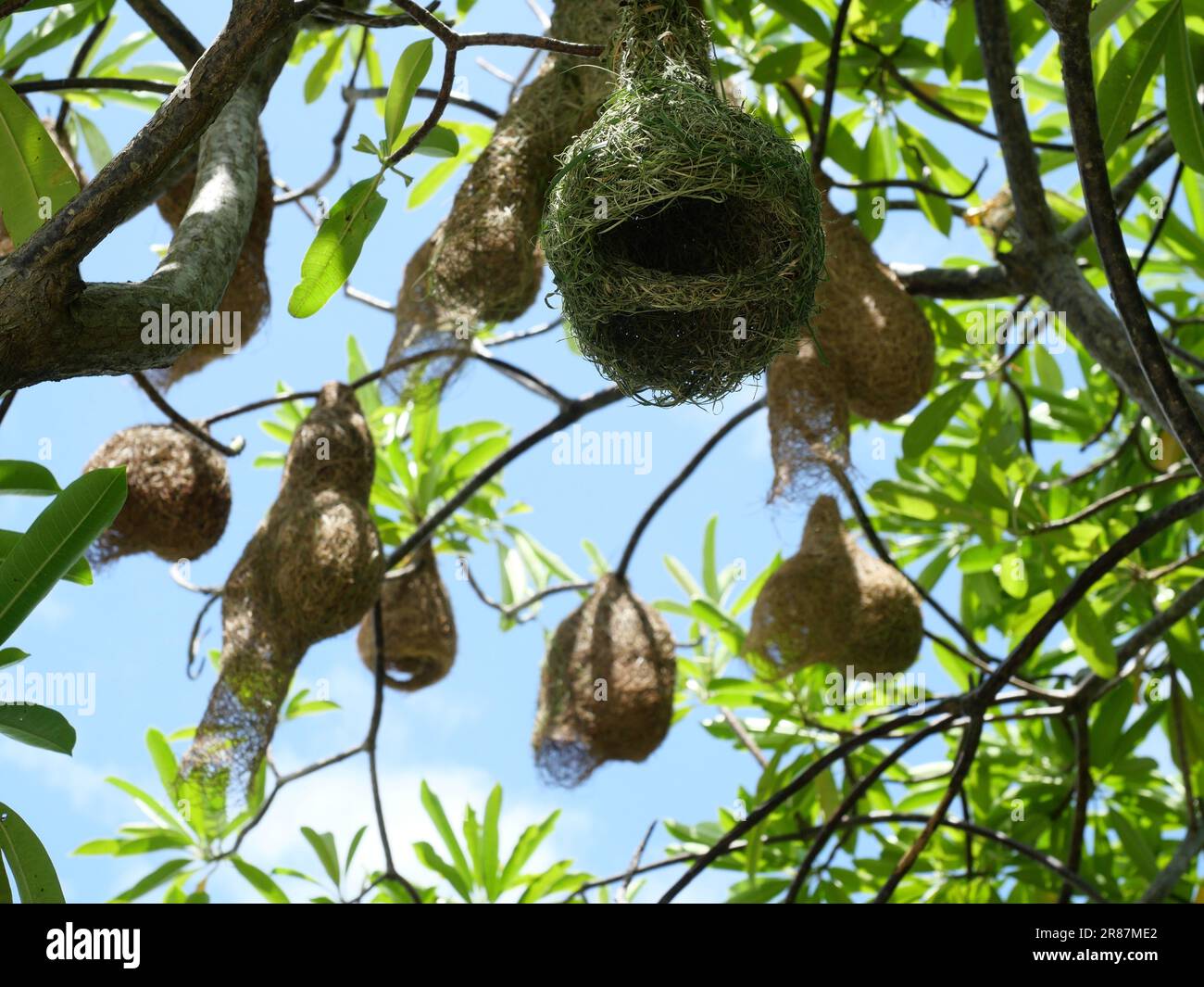 Groupe de Baya Weaver (Ploceus philippinus) nichent sur une branche d'arbre avec ciel bleu en arrière-plan, Thaïlande Banque D'Images
