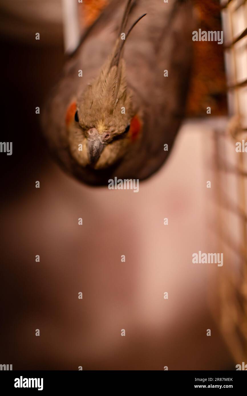 Un oiseau de cafard paisible qui regarde vers l'appareil photo avec une expression douce Banque D'Images