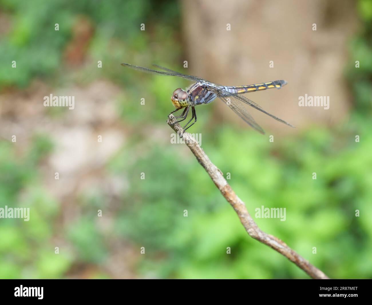 Dasher bleu libellule avec modèle de jaune et orange sur le côté du corps, prédateur des insectes avec des ailes transparentes sur une branche Banque D'Images