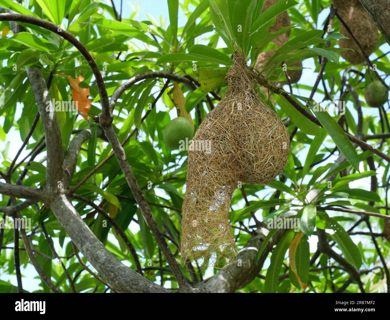 Groupe de Baya Weaver (Ploceus philippinus) nichent sur une branche d'arbre avec ciel bleu en arrière-plan, Thaïlande Banque D'Images