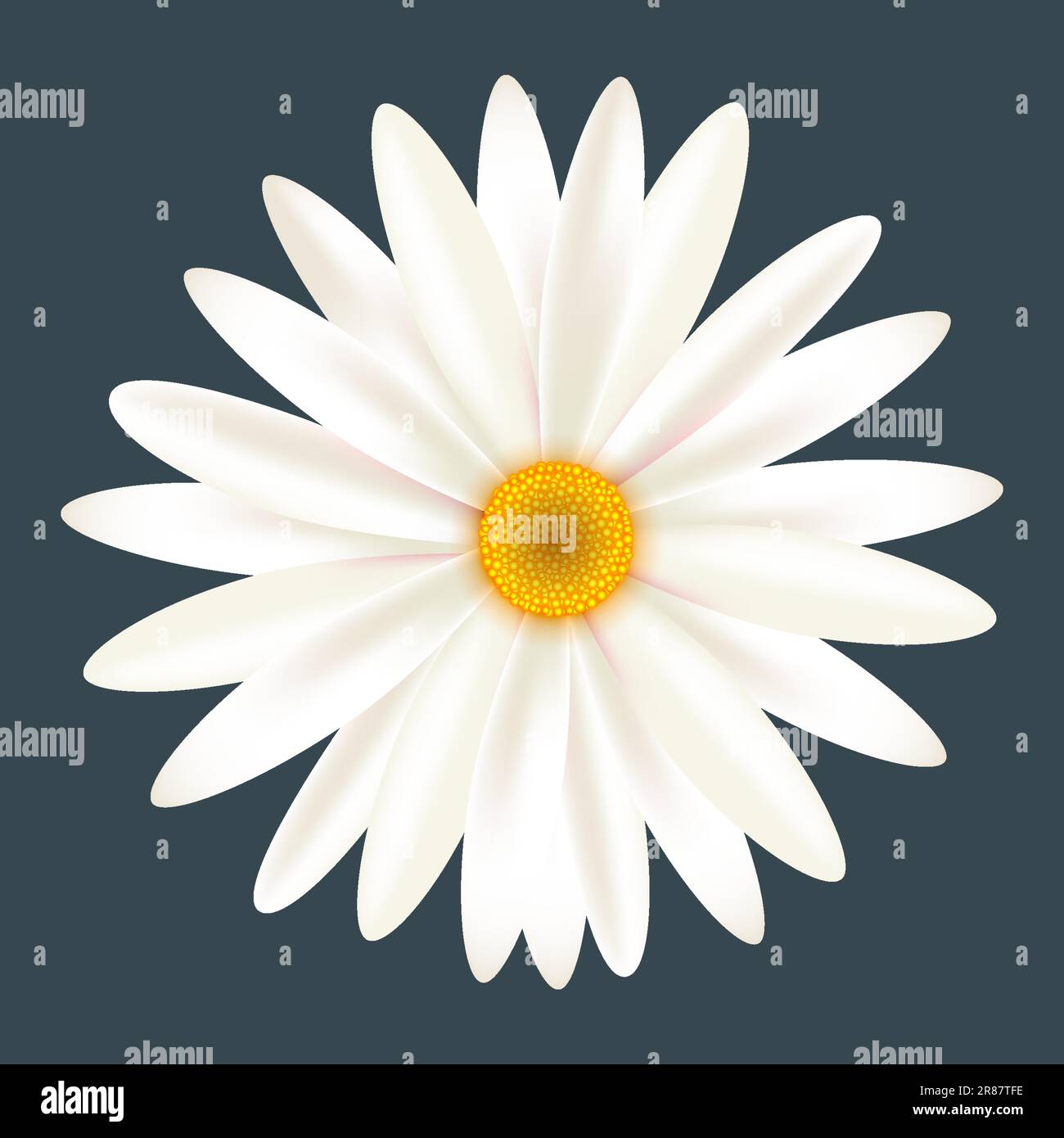 Fleur camomille blanche isolée sur fond de charbon Illustration de Vecteur