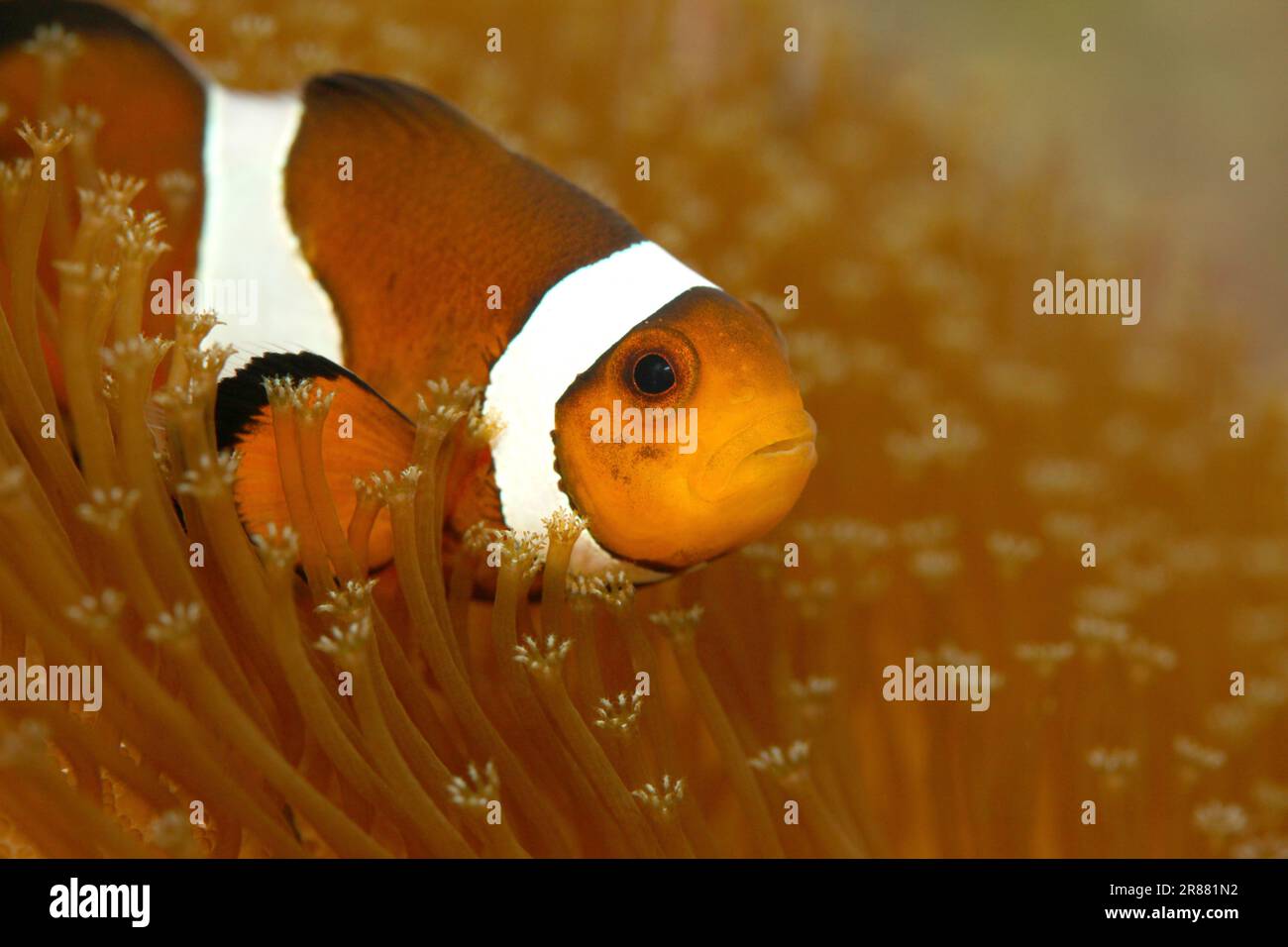 Poisson-clown Percula [ Amphiprion percula ] sur le corail en cuir dans l'aquarium marin de récif Banque D'Images