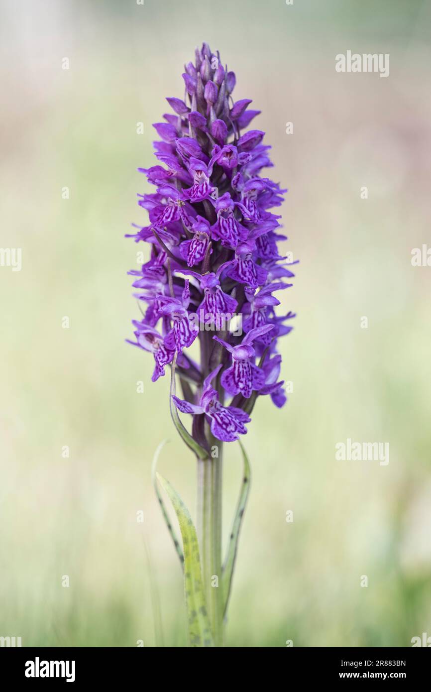 Orchidée de marais du sud (Dactylorhiza praetermissa), Emsland, Basse-Saxe, Allemagne Banque D'Images