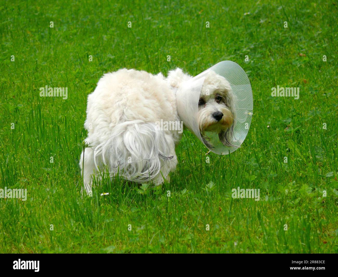 Chien avec des ornières, Bichon Havanais, Bichon Havanais, FCI, norme no 250 Banque D'Images